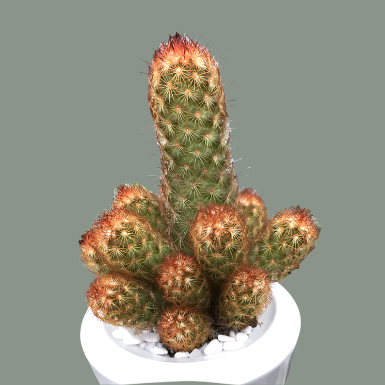 Mammillaria Elongata 'Copper King Cactus'