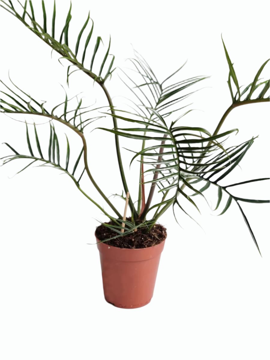 Philodendron 'Tortum'