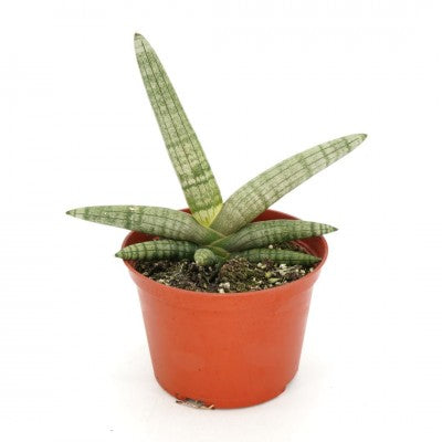Sansevieria cylindrica ‘Boncel Fingers’