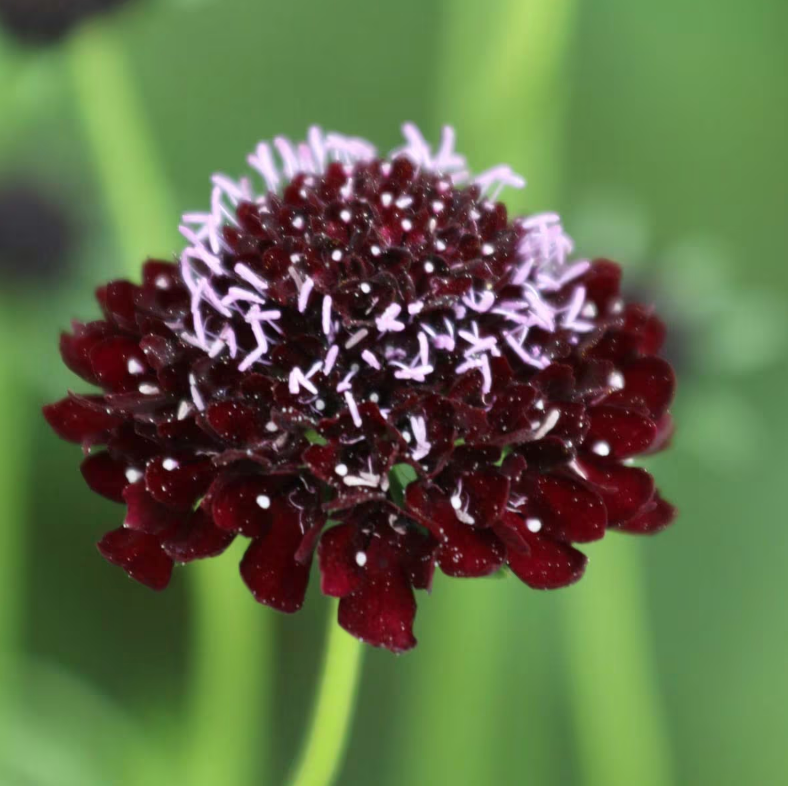 Flower, Black Knight Pincushion Seeds