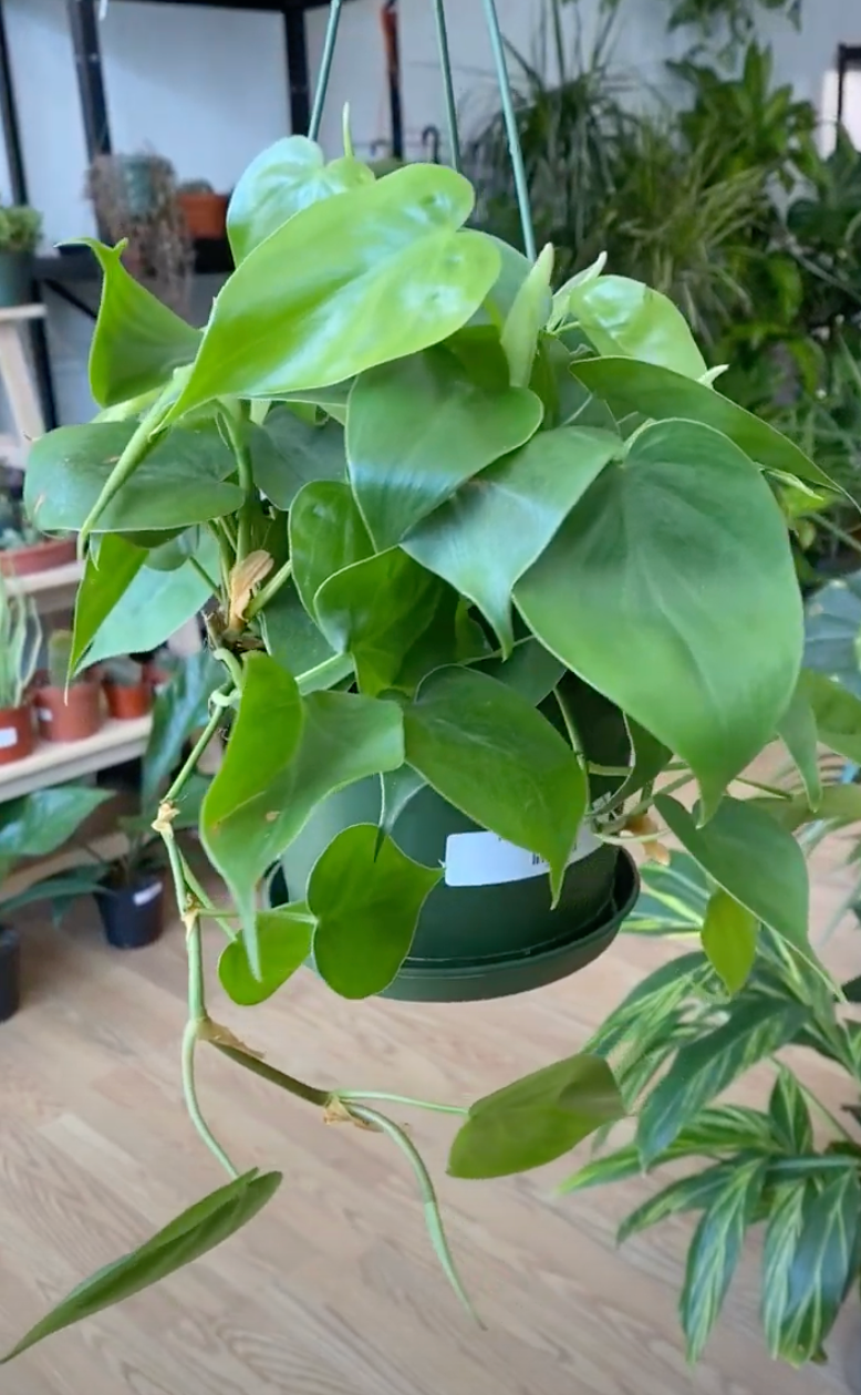 Philodendron Cordatum 'Heart Leaf'
