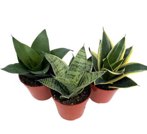 sansevieria assorted Sansevieria 'Hahnii Assorted'