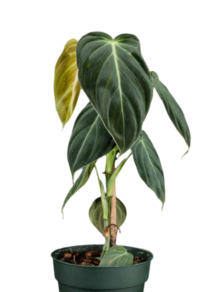 Philodendron melanochrysum 'Black Gold'