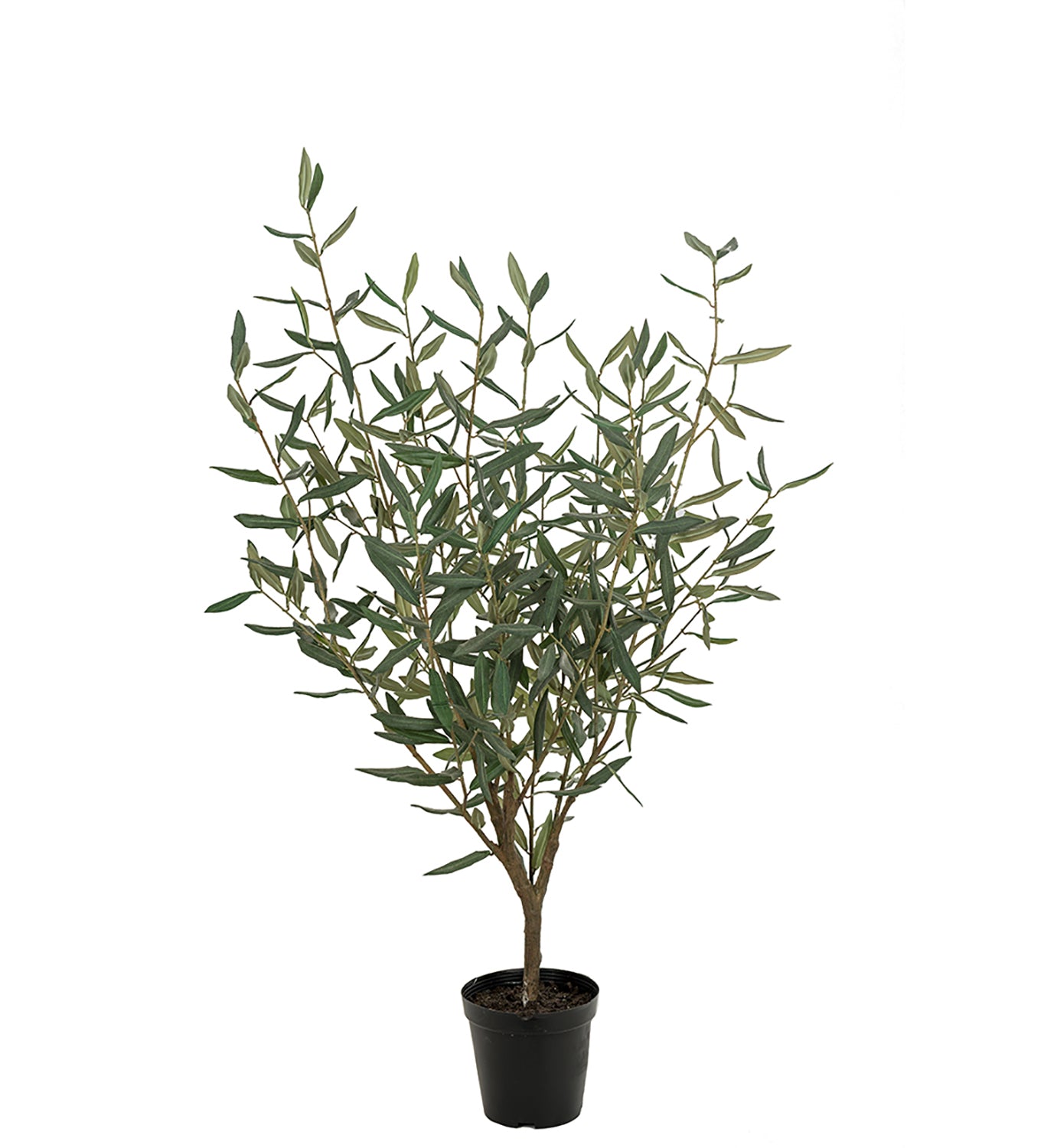 Olea europaea 'Olive Tree' - 10" Pot