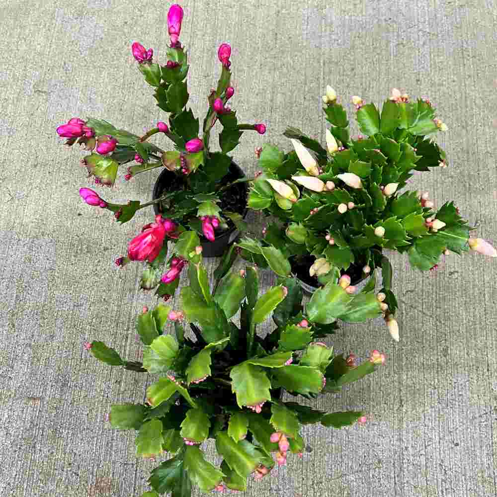 zygo cactus soil Zygocactus 'Holiday Cactus' – Snakeroot Botanicals