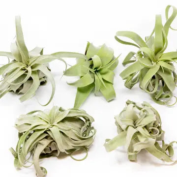 air plant streptophylla Tillandsia streptophylla