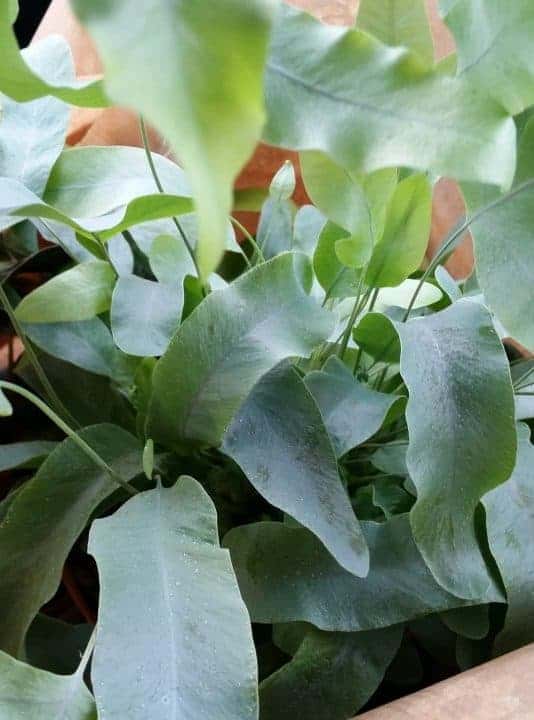 Phlebodium aureum 'Blue Star Fern'