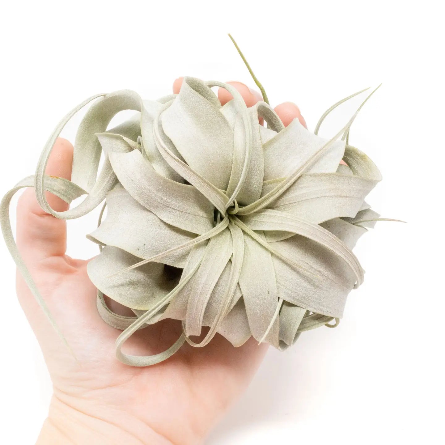 Tillandsia xerographica - Air Plant