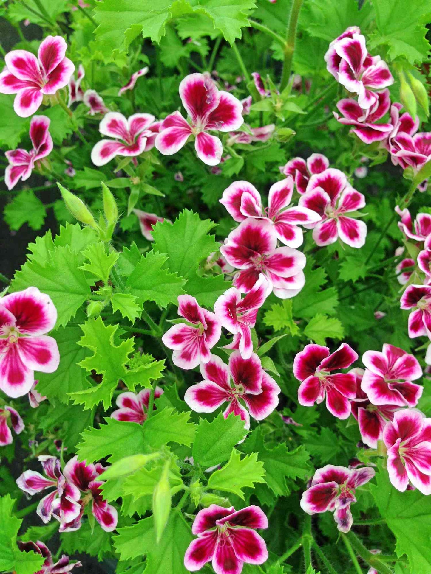 Pelargonium 'Scented Geranium Citronella'