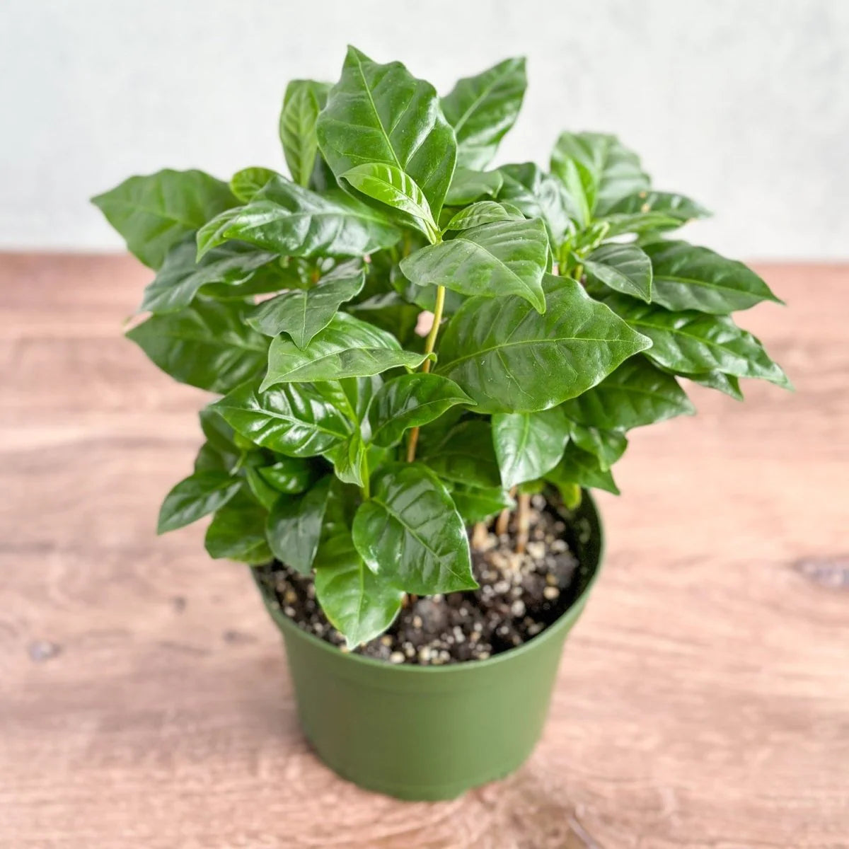 Coffea Arabica 'Coffee Plant'