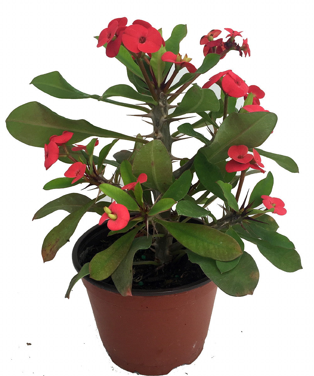 Euphorbia milii 'Crown of thorns'
