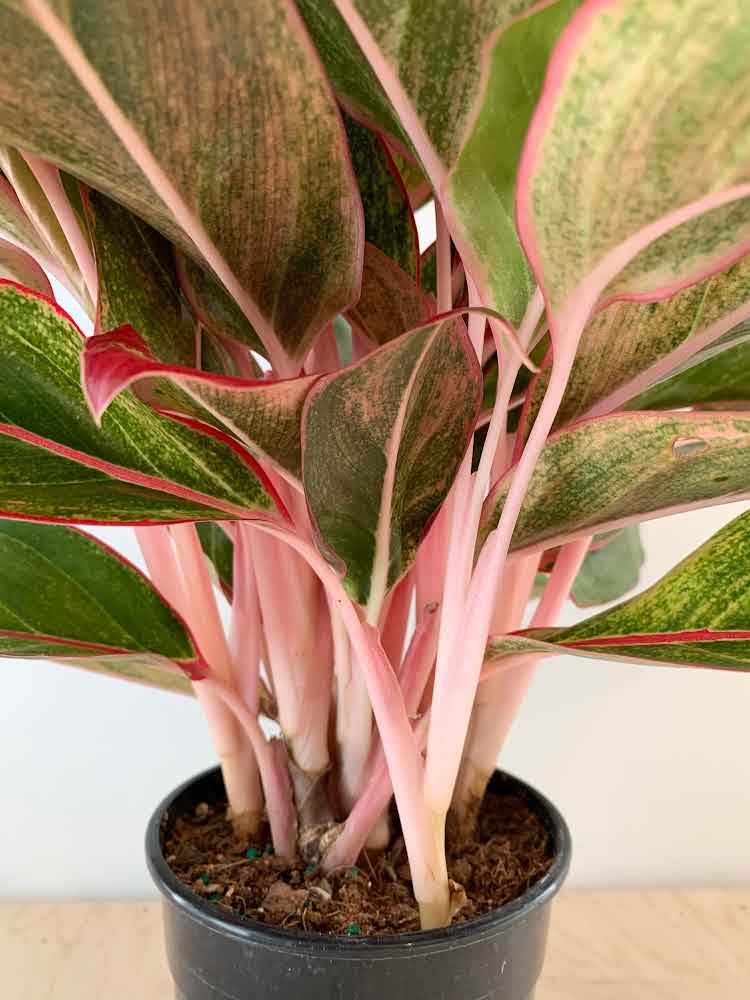 Aglaonema 'Pink Siam'