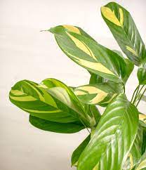 Ctenanthe lubbersiana 'Golden Mosaic'