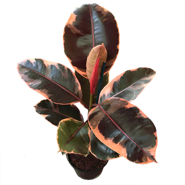 Ficus Elastica 'Ruby'