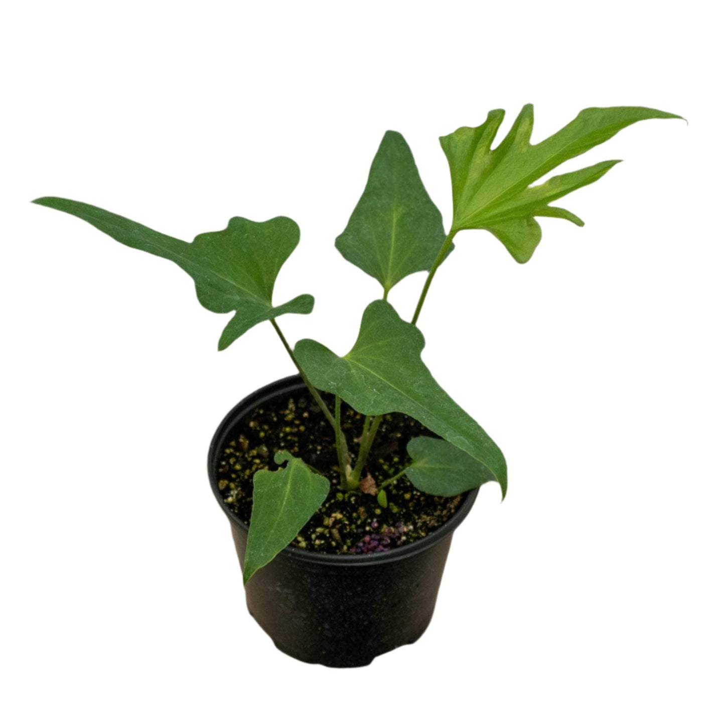 Anthurium podophyllum