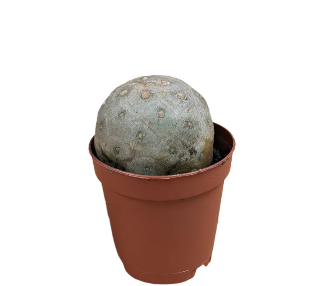 Tephrocactus geometricus 'Snowman Cactus'