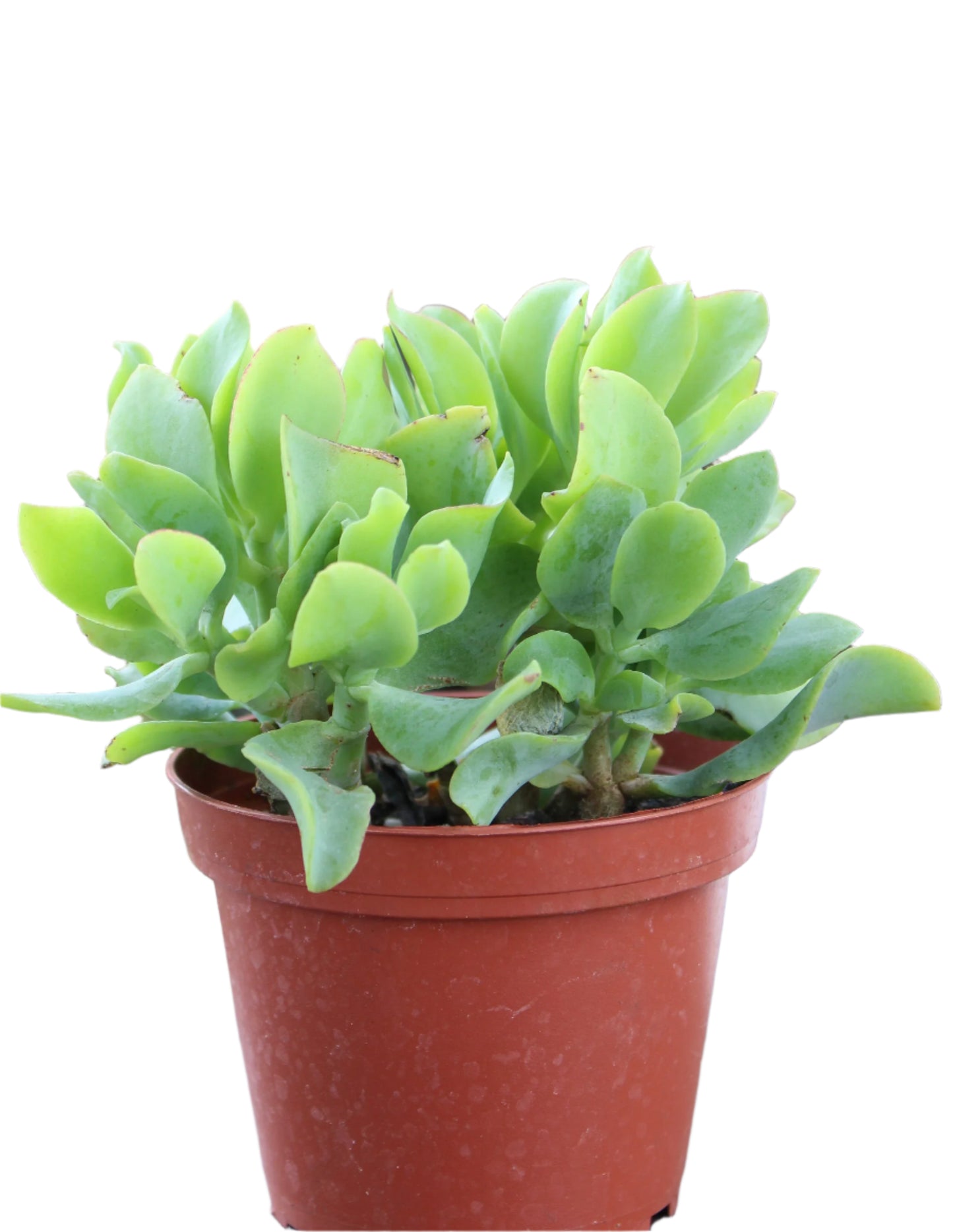 Crassula 'Curly Jade Plant'