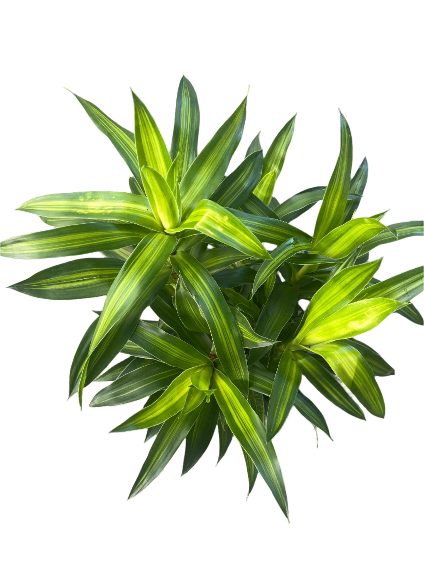 Dracaena 'Song of Jamacia'