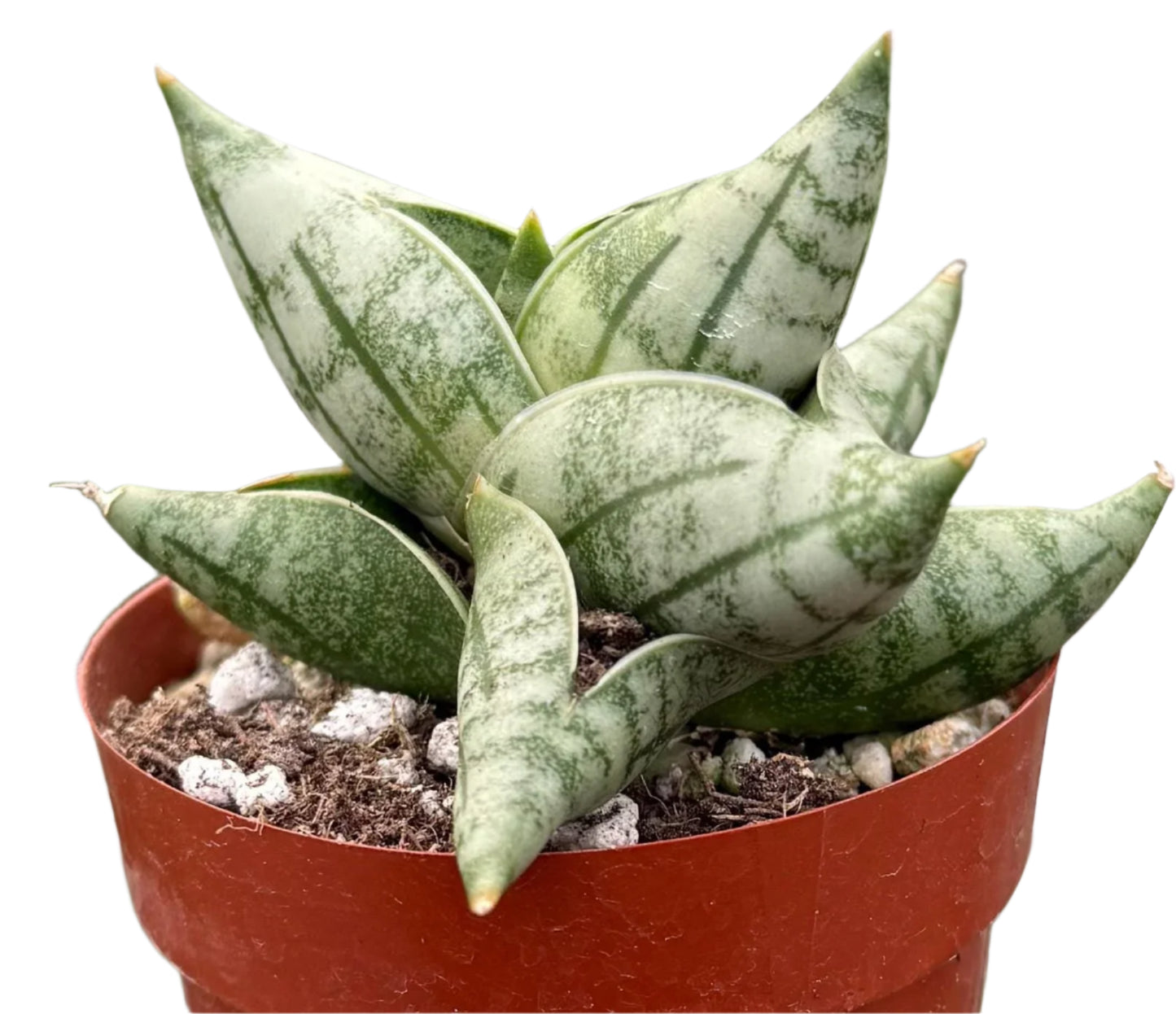 Sansevieria bonji