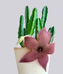 Stapelia hirsuta ' Starfish Cacti'