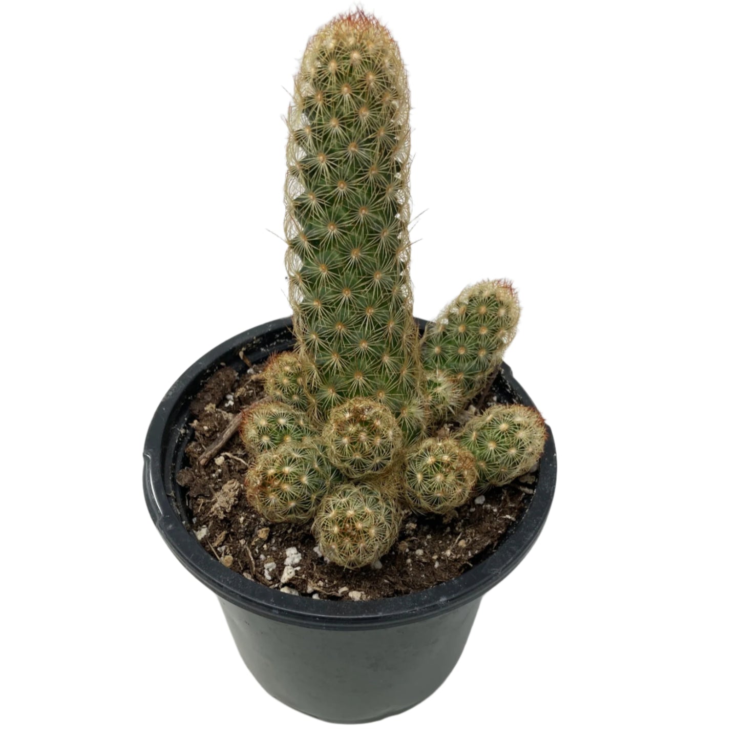 Mammillaria Elongata 'Gold Lace Cactus'