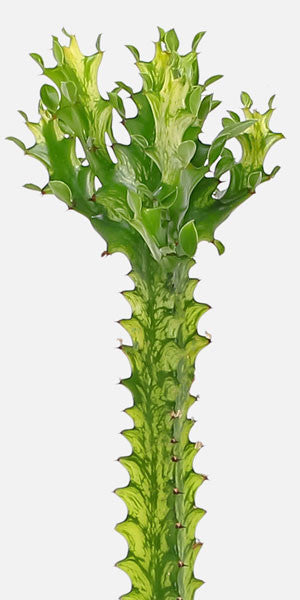 Euphorbia Trigona 'Varg African Milk Tree'