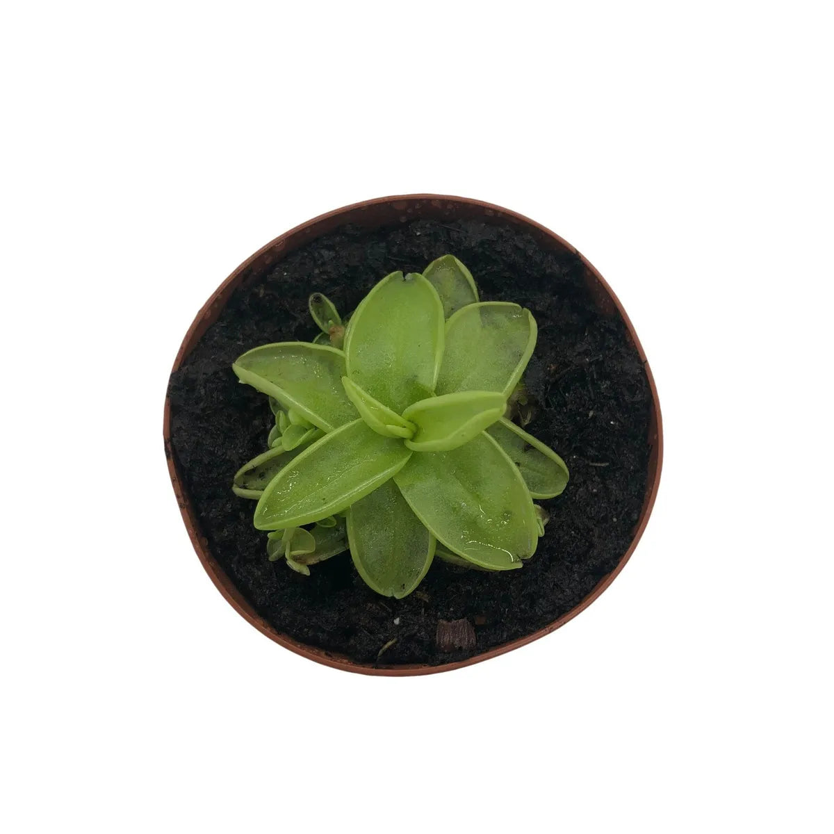 Pinguicula ' Carnivorous Butterwort'