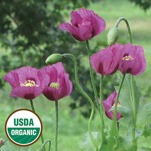 Flower, Hungarian Blue Breadseed Poppy Organic Seeds
