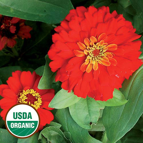 Flower, Gift Zinnia Organic Seeds