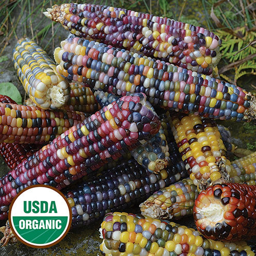 Corn, Glass Gem Organic Seeds