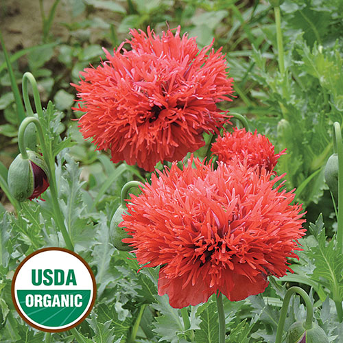 poppy flower seeds Chima Family Heirloom Poppy