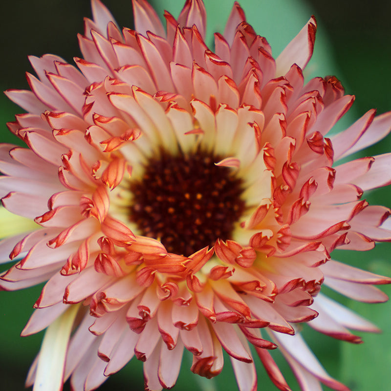 Flower, Calendula Touch of Red Buff Seeds