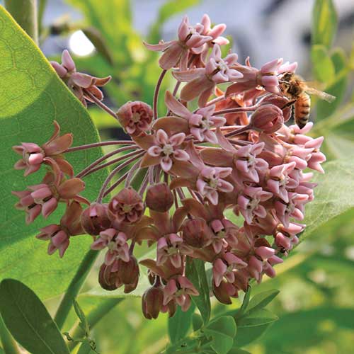 Flower, Common Milkweed Prairie Seeds