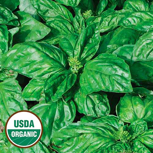 Herb, Basil Isle of Naxos Organic Seeds