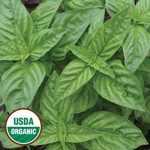 Herb, Basil Genovese Organic Seeds