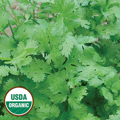 Herb, Cilantro Organic Seeds