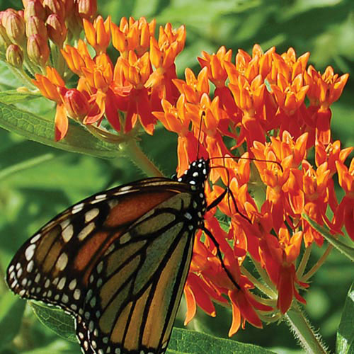 Flower, Butterflyweed Prairie Seeds
