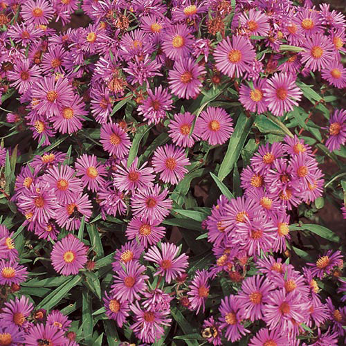 Flower, New England Aster Prairie Seeds