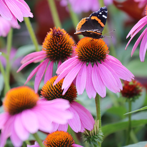 Flower, Purple Coneflower Prairie Seeds