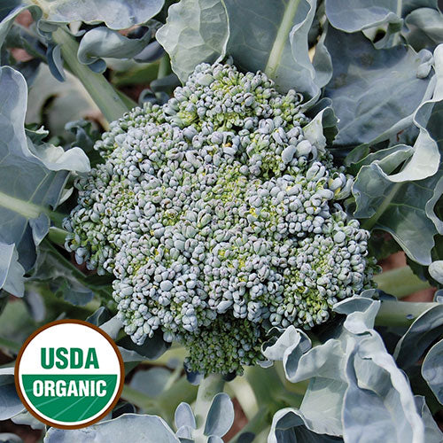 Broccoli, Calabrese Organic Seeds