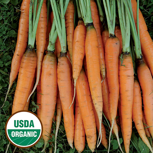 Carrot, Scarlet Nantes Organic Seeds