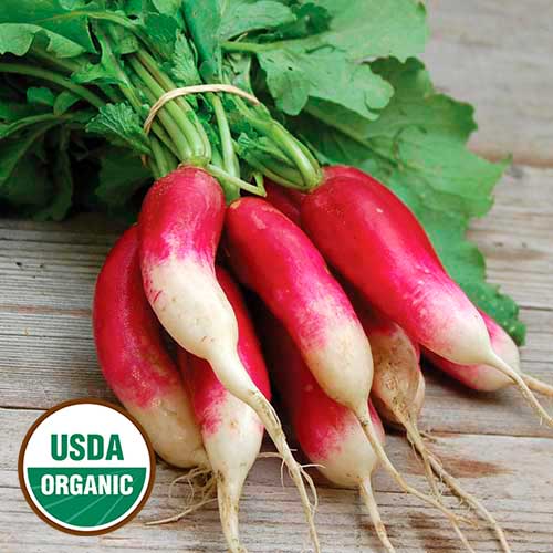 Radish, French Breakfast Organic Seeds