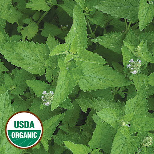 Herb, Catnip Organic Seeds