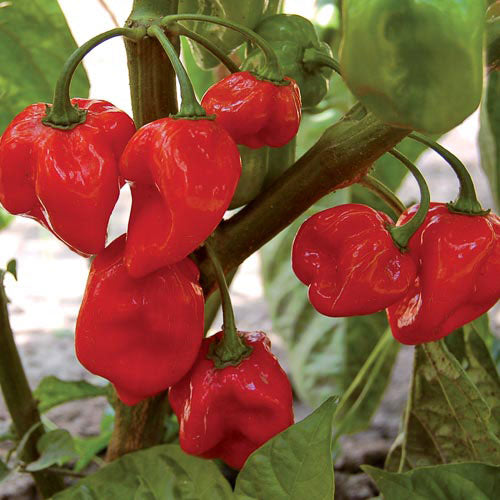 habanero seeds planting Seed Savers Exchange Pepper, Habanero Red