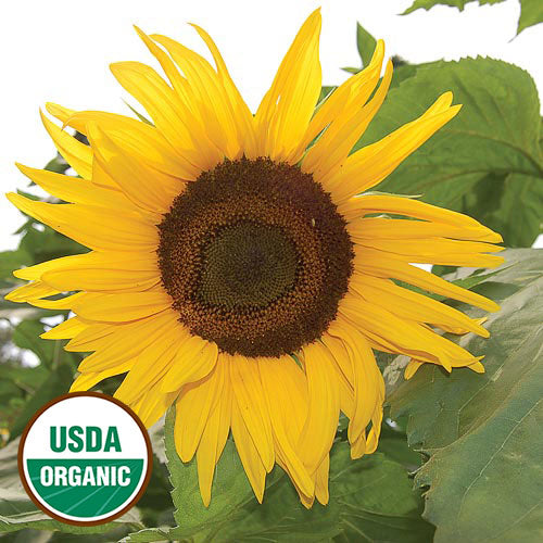 Sunflower, Arikara Organic Seeds