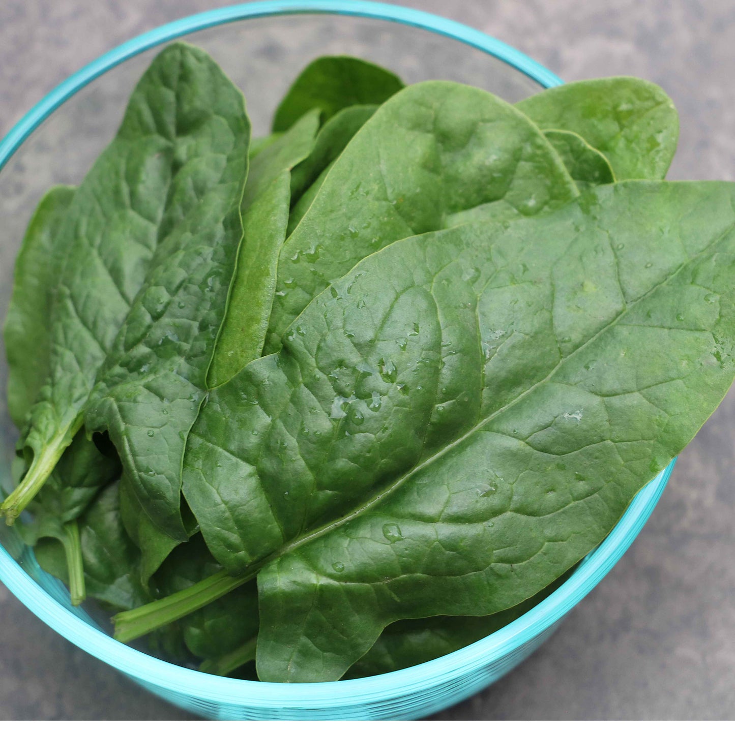 Spinach, Bloomsdale Organic Seeds