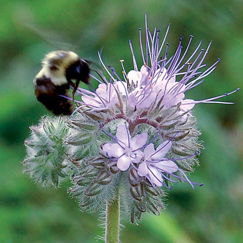 Flower, Bee’s Friend Seeds