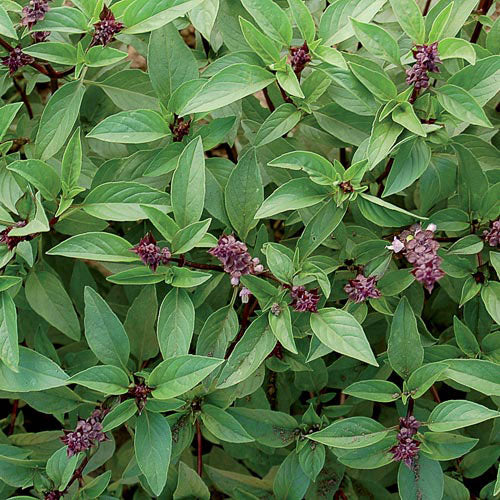 Herb, Basil Thai Organic Seeds