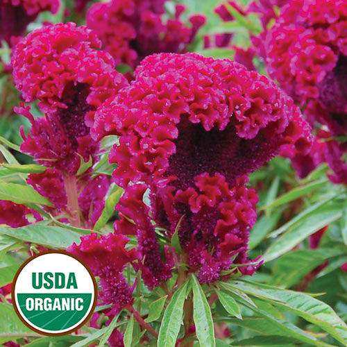 planting coxcomb seeds Amish Cockscomb Celosia