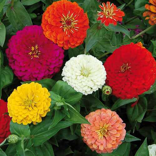 giant flower seeds Benary's Giant Zinnia German Heirloom 1843 origin